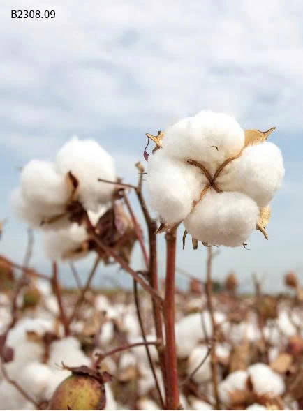 Set 3 đôi Tất công chúa Lolita - sỉ 72k/set 3 đôi